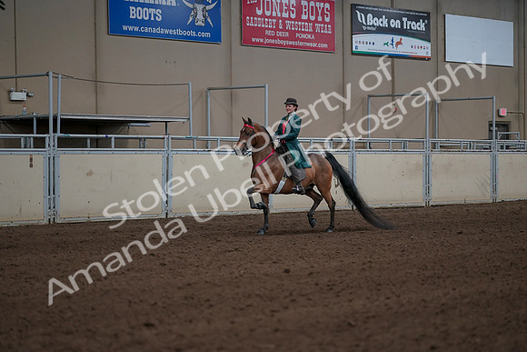 2019 Morgan Horse Show - Sept 01, 2019 - 13448