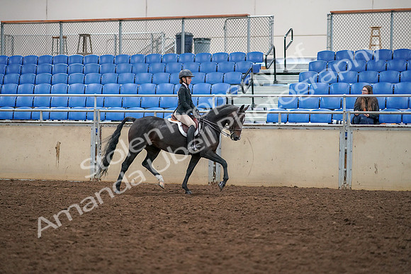 2019 Morgan Horse Show - Aug 30, 2019 - 12445