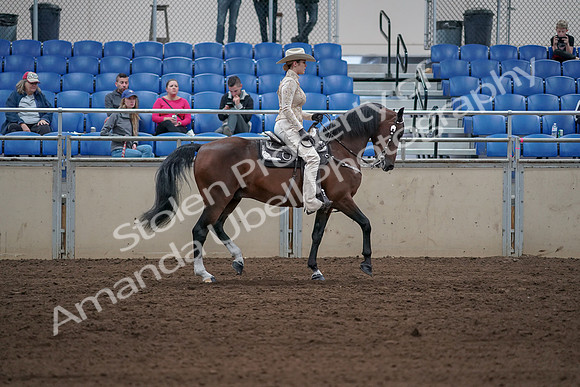 2019 Morgan Horse Show - Sept 01, 2019 - 07192