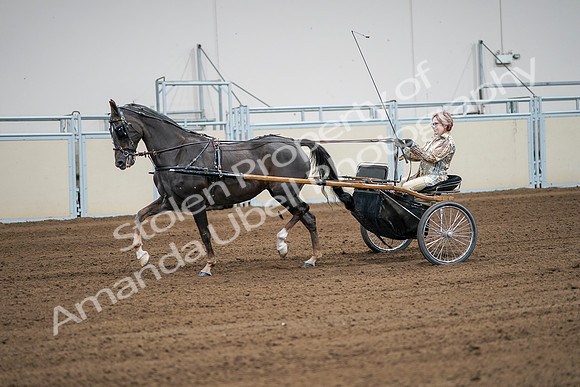 2020 - AB Morgan Horse - Sat, Sept 05 - 06020