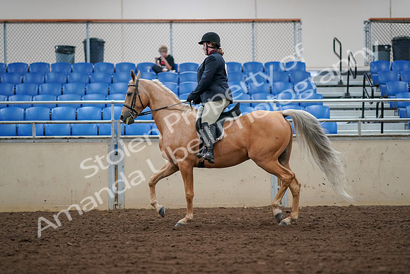 2019 Morgan Horse Show - Aug 30, 2019 - 16245
