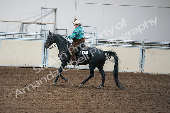 2020 - AB Morgan Horse - Fri, Sept 04 - 00465