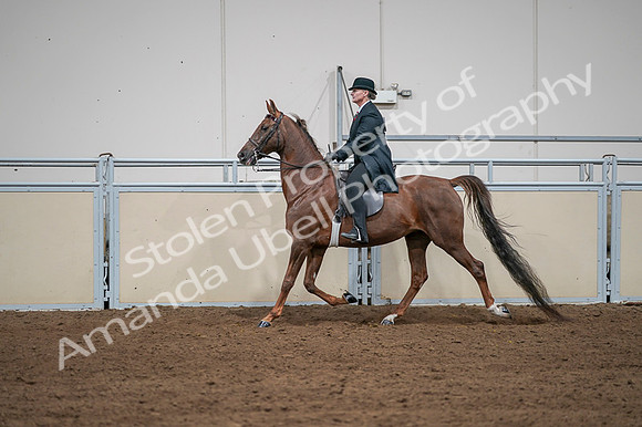 2020 - AB Morgan Horse - Fri, Sept 04 - 07985