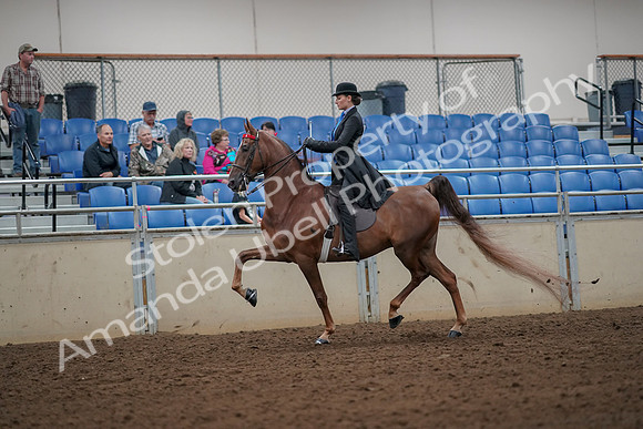 2019 Morgan Horse Show - Aug 30, 2019 - 24969