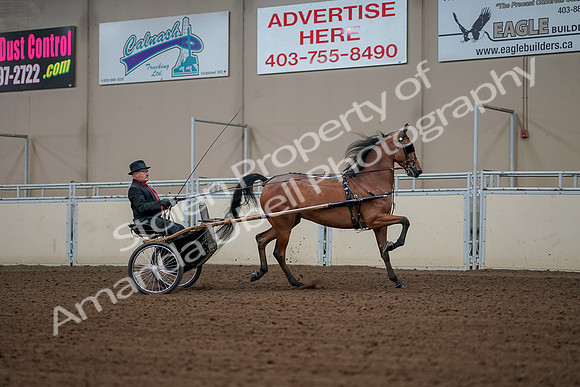 2019 Morgan Horse Show - Aug 30, 2019 - 13422