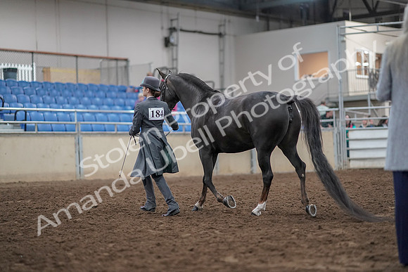 2019 Morgan Horse Show - Aug 31, 2019 - 01962