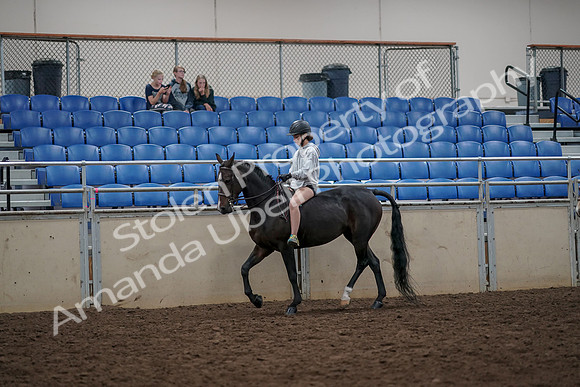 2019 Morgan Horse Show - Aug 30, 2019 - 31210