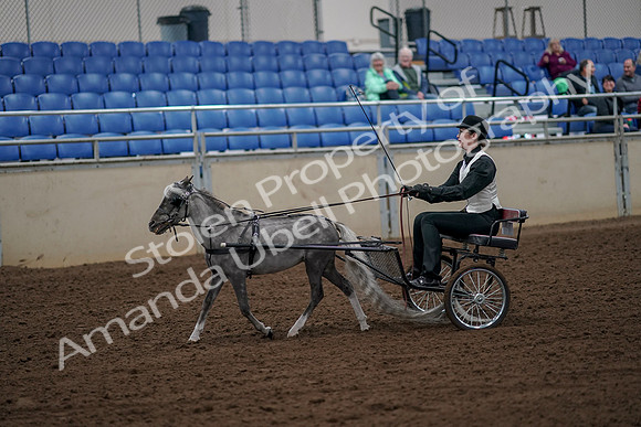 2019 Morgan Horse Show - Aug 30, 2019 - 13132