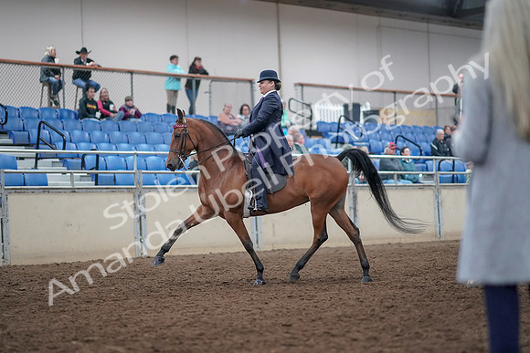 2019 Morgan Horse Show - Aug 31, 2019 - 08466