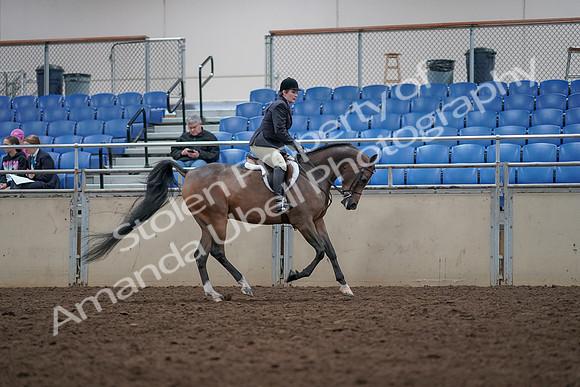 2019 Morgan Horse Show - Aug 31, 2019 - 16126