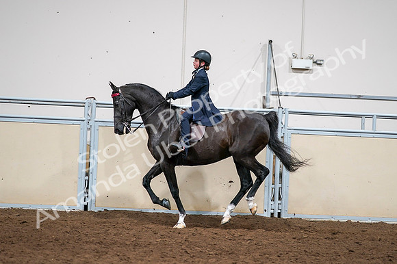 2020 - AB Morgan Horse - Fri, Sept 04 - 03069