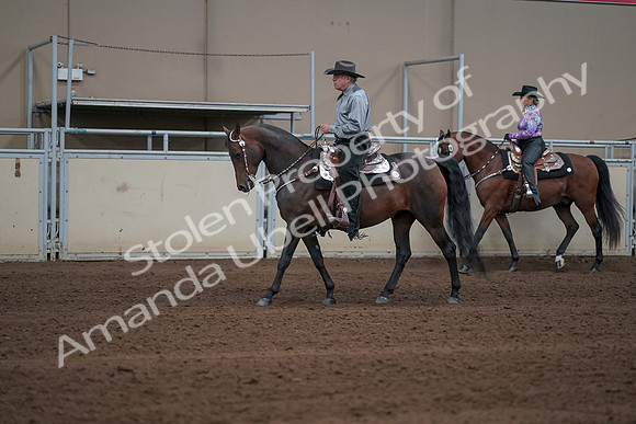2019 Morgan Horse Show - Sept 01, 2019 - 06848