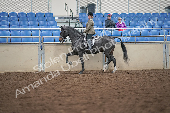 2019 Morgan Horse Show - Aug 30, 2019 - 20288