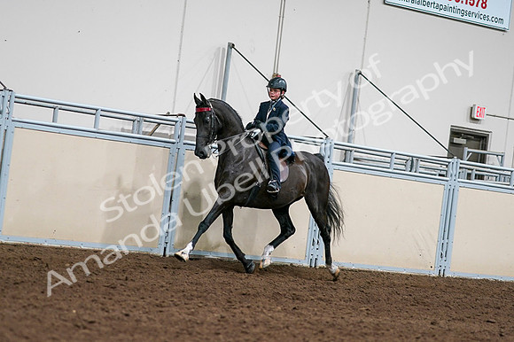 2020 - AB Morgan Horse - Fri, Sept 04 - 03206