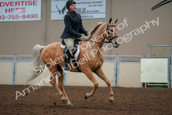 2019 Morgan Horse Show - Aug 30, 2019 - 22534