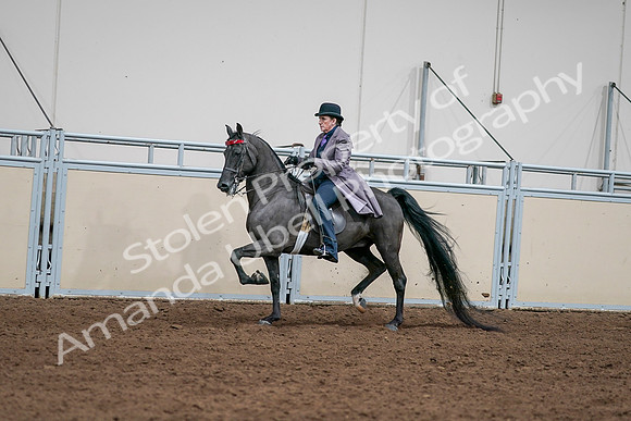 2020 - AB Morgan Horse - Sat, Sept 05 - 13700