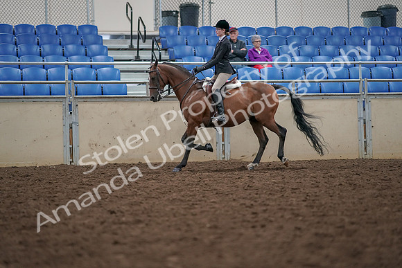 2019 Morgan Horse Show - Aug 30, 2019 - 20357
