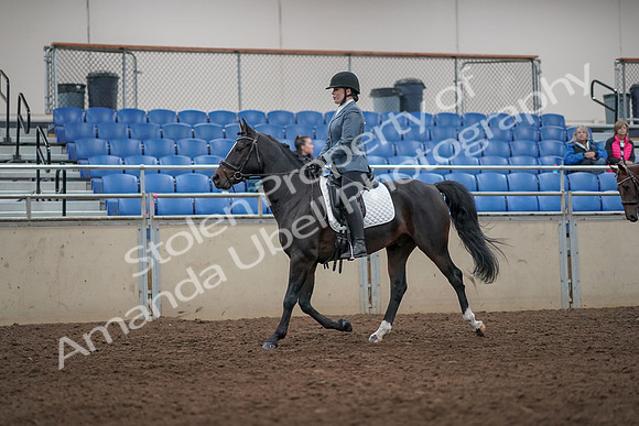 2019 Morgan Horse Show - Aug 31, 2019 - 07239