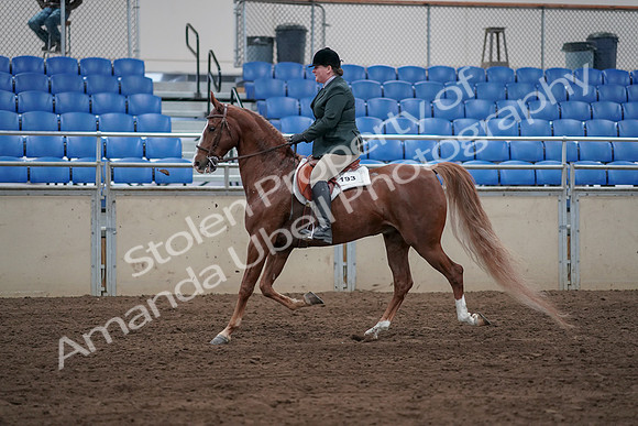 2019 Morgan Horse Show - Sept 01, 2019 - 12190