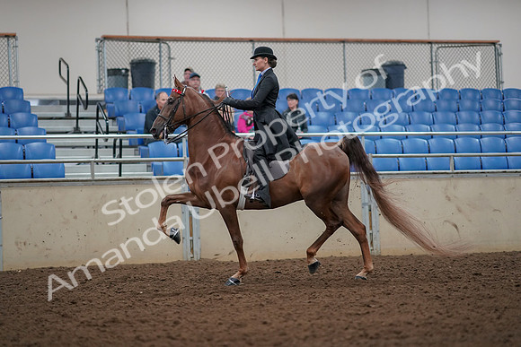 2019 Morgan Horse Show - Aug 30, 2019 - 25133