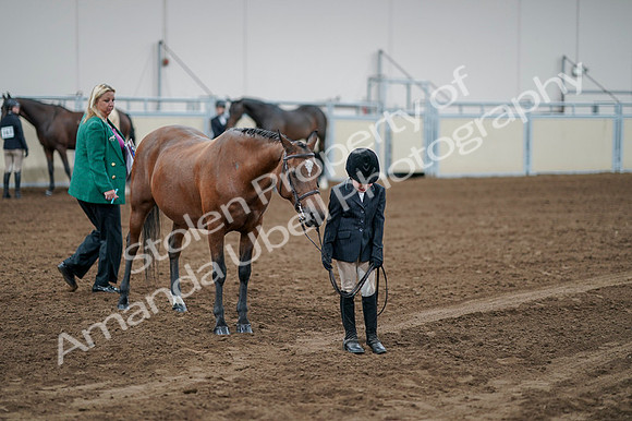 2020 - AB Morgan Horse - Fri, Sept 04 - 00844
