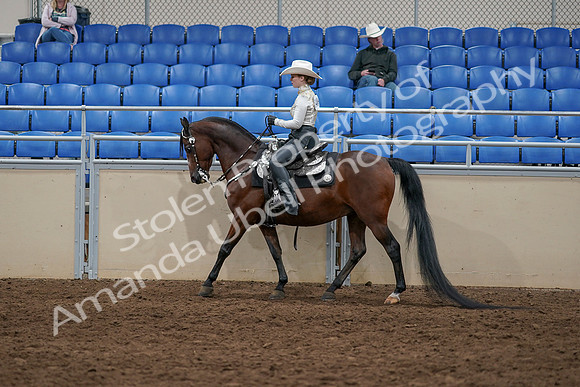2020 - AB Morgan Horse - Sun, Sept 06 - 07578