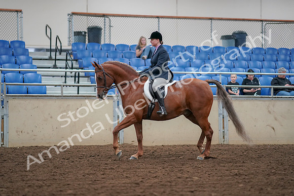 2019 Morgan Horse Show - Aug 30, 2019 - 16002