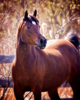 Arabians - 205