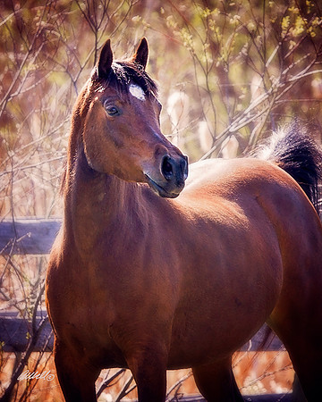 Arabians - 205