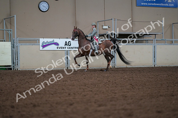 2019 Morgan Horse Show - Aug 30, 2019 - 18213