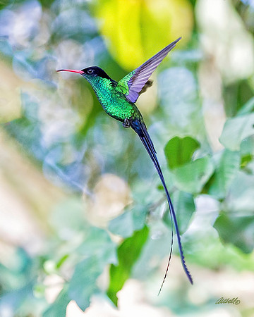 Jamaica - 079