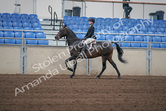2019 Morgan Horse Show - Sept 01, 2019 - 03757