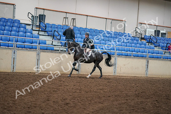 2019 Morgan Horse Show - Aug 30, 2019 - 12274
