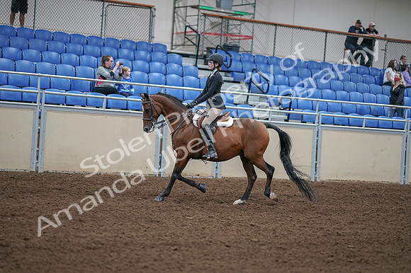 2020 - AB Morgan Horse - Fri, Sept 04 - 05869