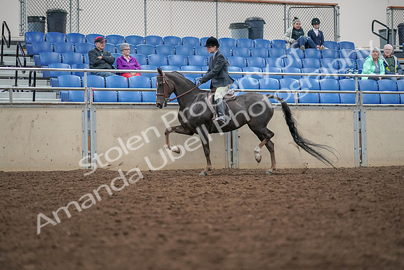 2019 Morgan Horse Show - Aug 30, 2019 - 20412