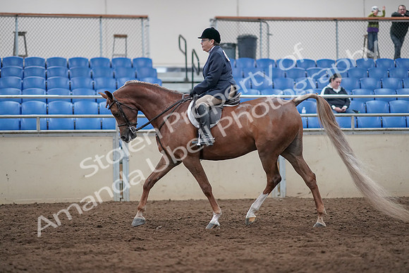2019 Morgan Horse Show - Sept 01, 2019 - 08614