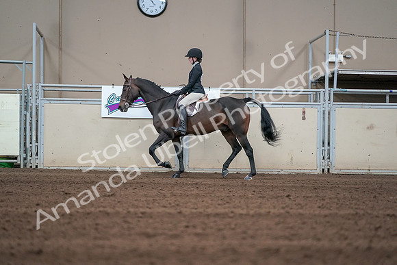 2019 Morgan Horse Show - Sept 01, 2019 - 03682