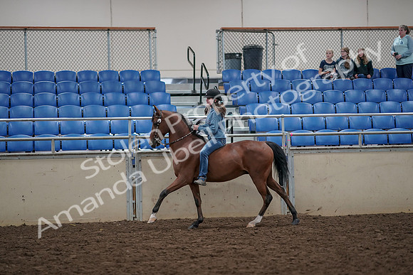 2019 Morgan Horse Show - Aug 30, 2019 - 31319