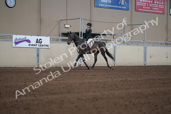 2019 Morgan Horse Show - Sept 01, 2019 - 03958