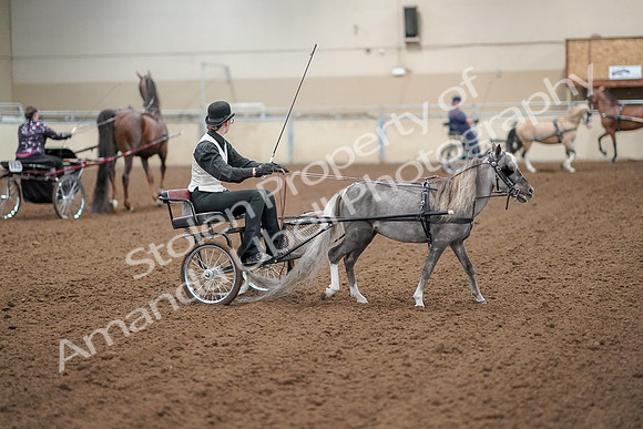 2019 Morgan Horse Show - Aug 30, 2019 - 13341