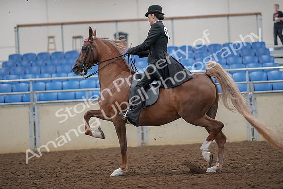 2019 Morgan Horse Show - Aug 30, 2019 - 25099