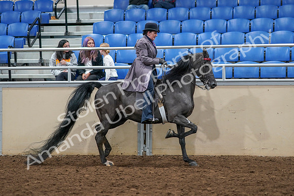 2020 - AB Morgan Horse - Sat, Sept 05 - 13997