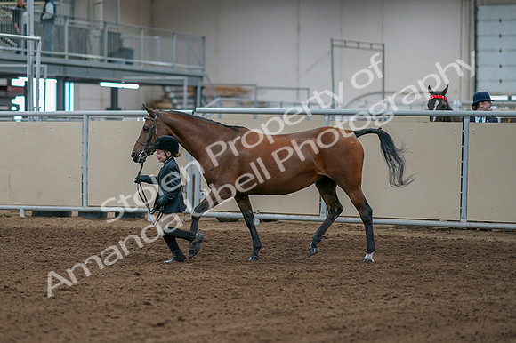 2020 - AB Morgan Horse - Fri, Sept 04 - 00749