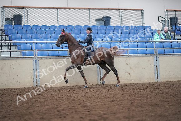 2019 Morgan Horse Show - Aug 30, 2019 - 17910
