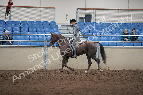 2019 Morgan Horse Show - Aug 31, 2019 - 07262