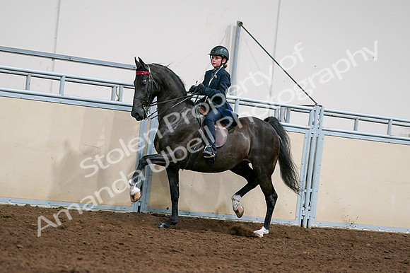 2020 - AB Morgan Horse - Fri, Sept 04 - 03221