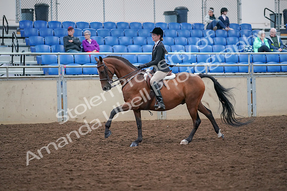 2019 Morgan Horse Show - Aug 30, 2019 - 20504