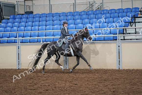 2020 - AB Morgan Horse - Sat, Sept 05 - 13943