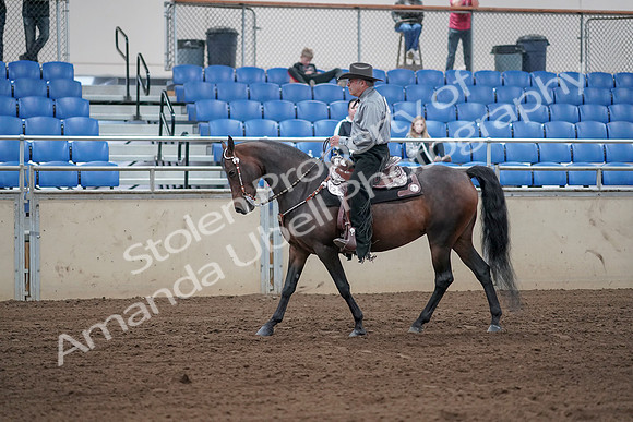 2019 Morgan Horse Show - Sept 01, 2019 - 06797