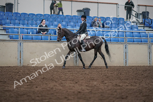 2019 Morgan Horse Show - Sept 01, 2019 - 09004